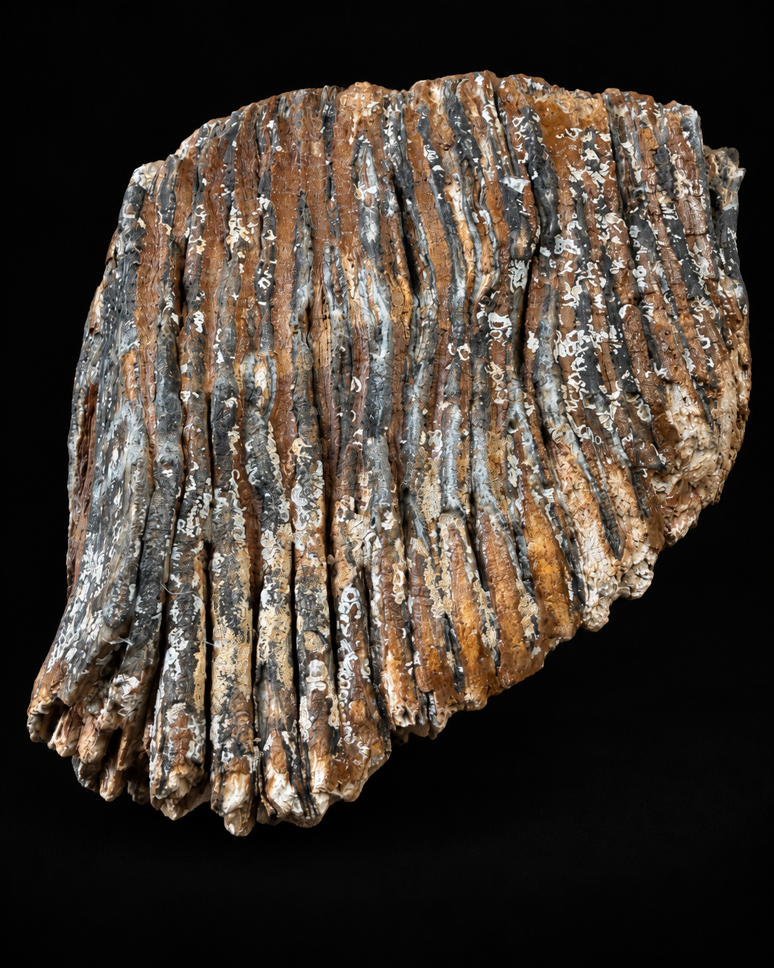 Large mammoth molar from the North Sea – 4.9 kg – 22 cm