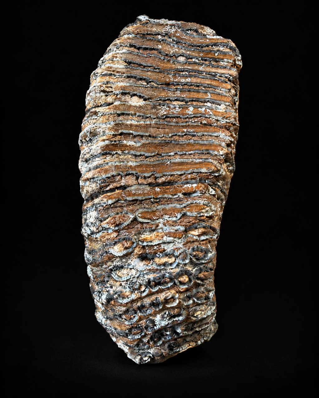 Grande molaire de mammouth de la mer du Nord – 4,9 kg – 22 cm
