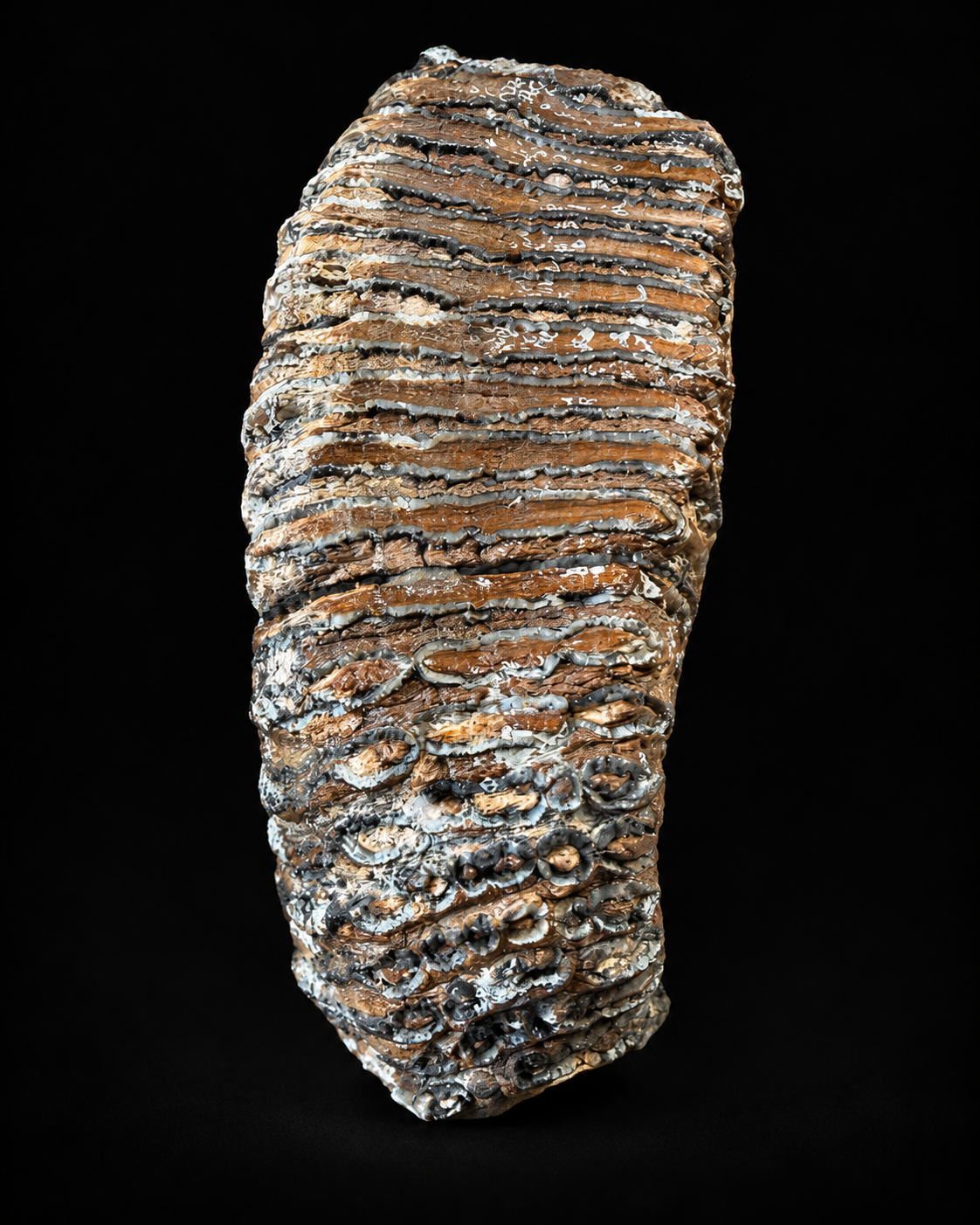 Large mammoth molar from the North Sea – 4.9 kg – 22 cm