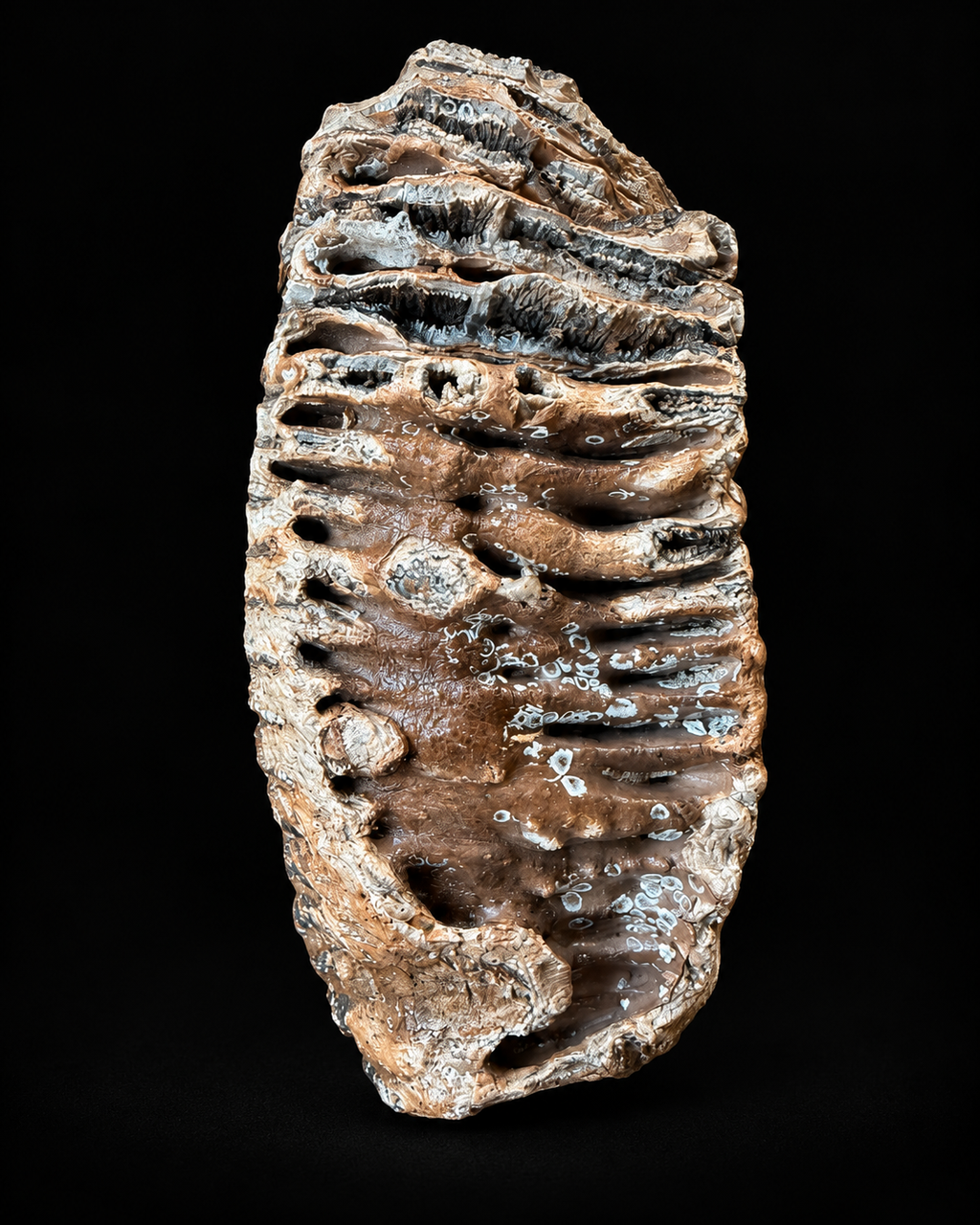 Grande molaire de mammouth de la mer du Nord – 4,9 kg – 22 cm