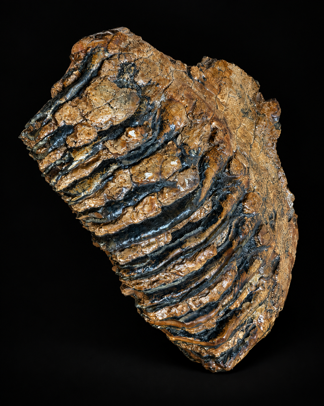 Woolly mammoth – fossil molar – 16 cm – 910 g