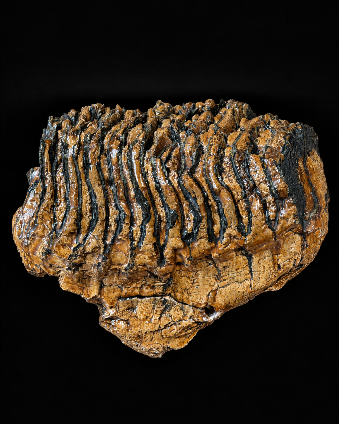 Woolly mammoth – fossil molar – 16 cm – 910 g