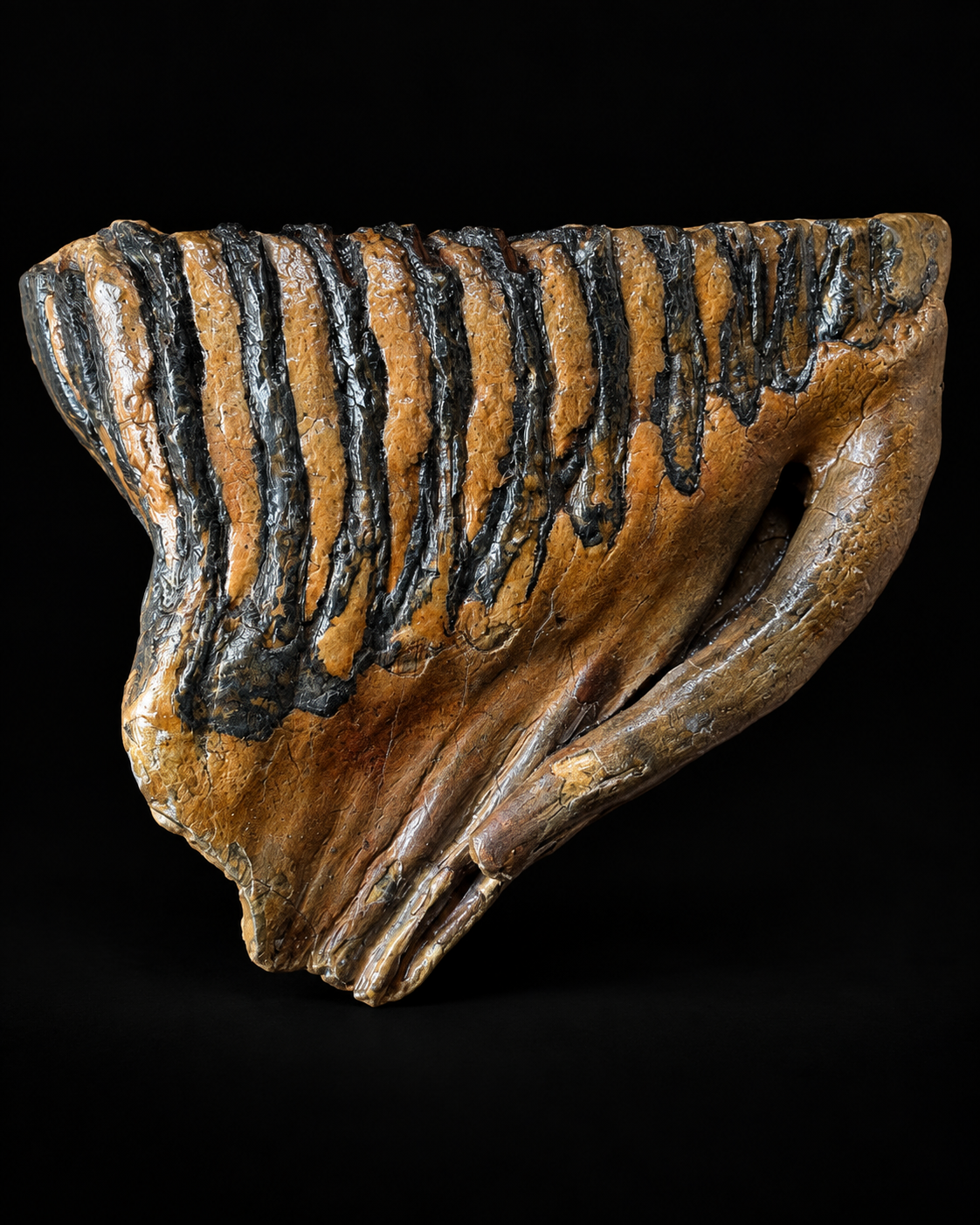 Mammoth molar with roots from the North Sea – 15 cm – 985 g