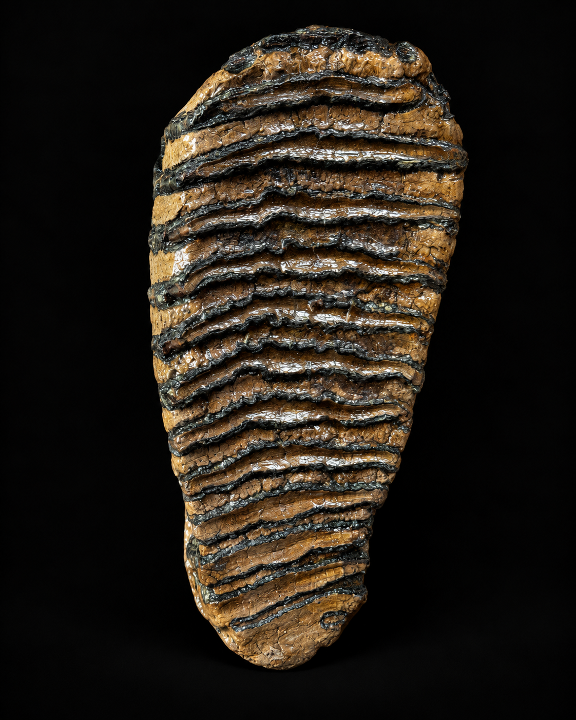 Mammoth molar with roots from the North Sea – 15 cm – 985 g