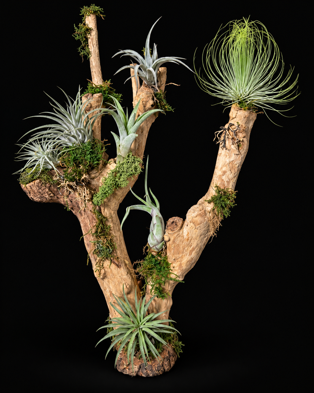 Créations de Tillandsia sur bois – à partir de 15 €