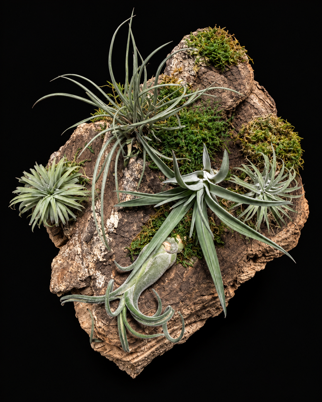 Tillandsia creations on wood – from €15