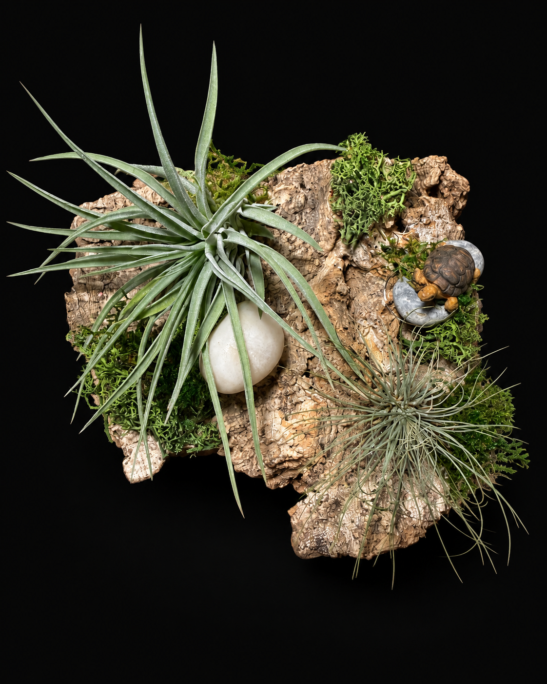 Tillandsia creations on wood – from €15