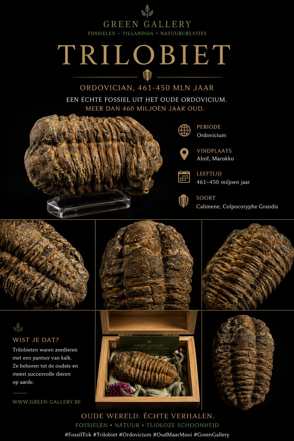 Trilobite – Maroc