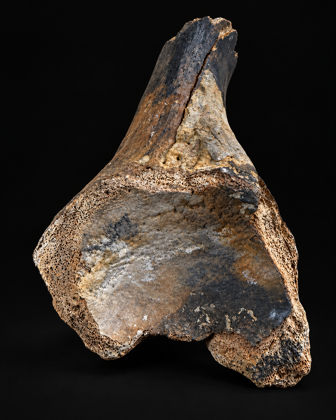 Fossil joint bone – Pleistocene – 22 cm