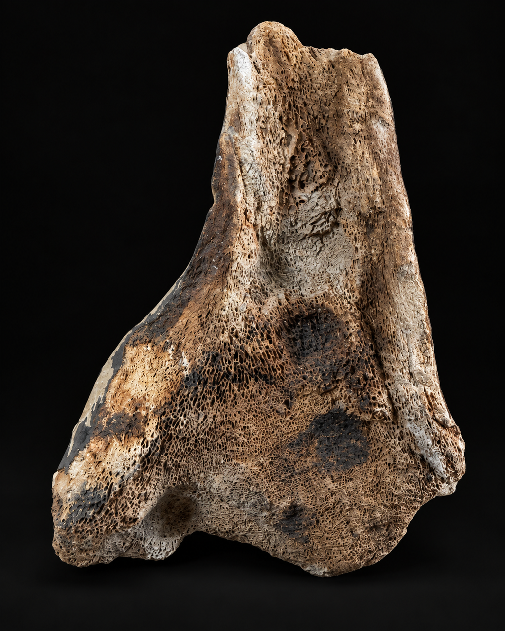 Os articulaire fossile – Pléistocène – 22 cm
