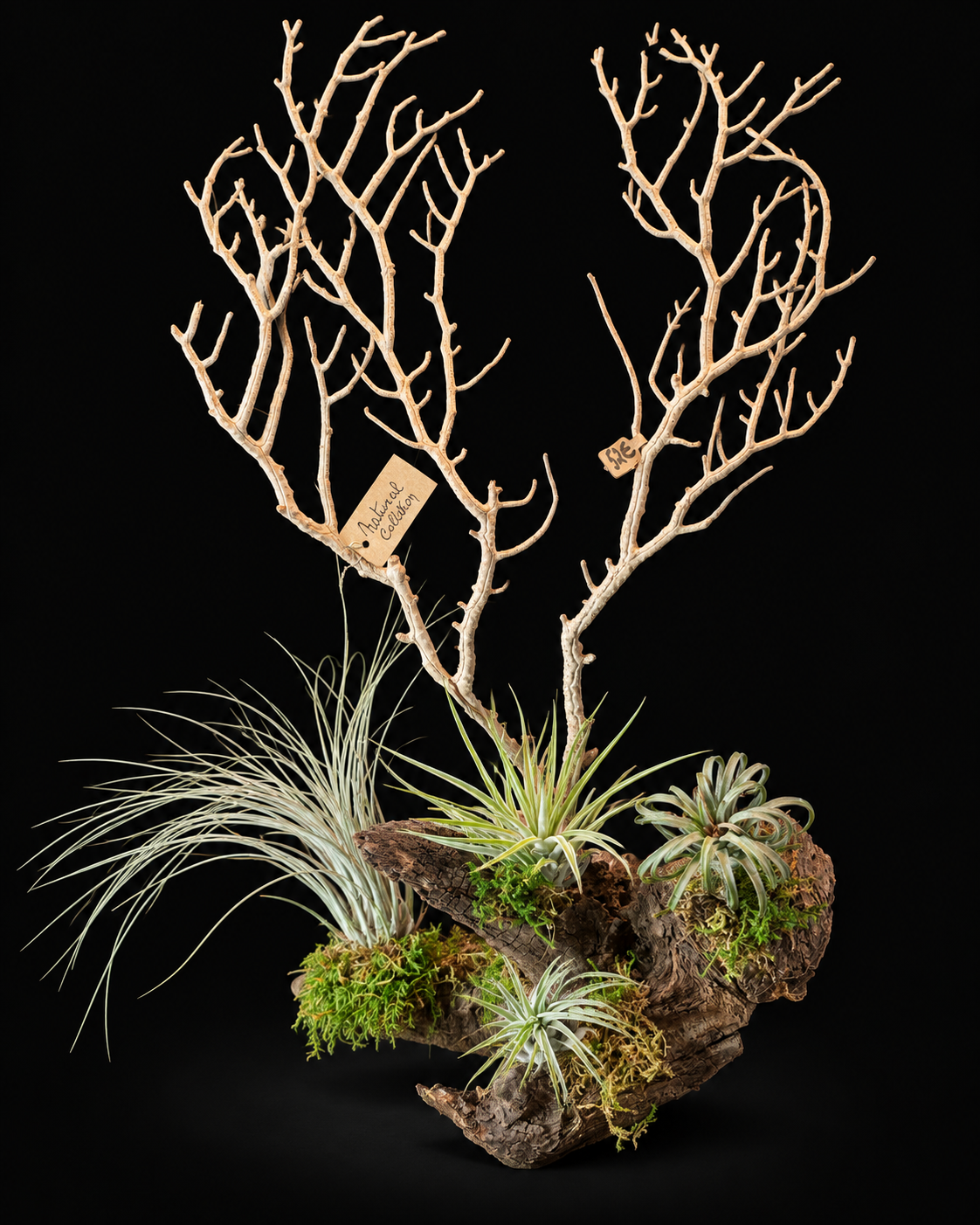 Coral with Tillandsia – large natural creation – 60 cm