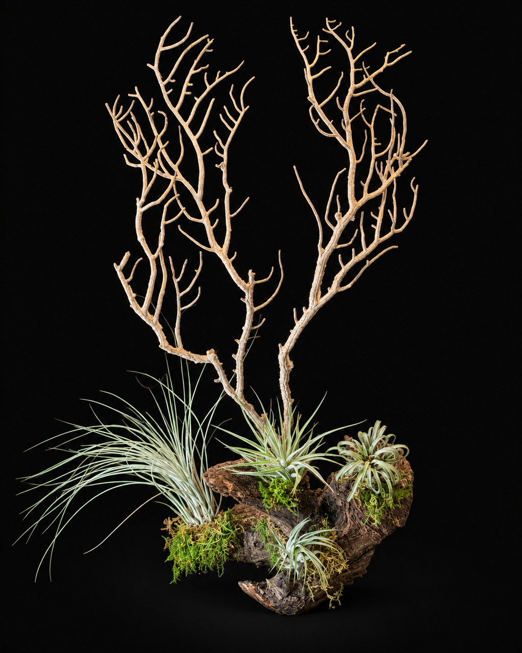Corail avec Tillandsia – grande création naturelle – 60 cm