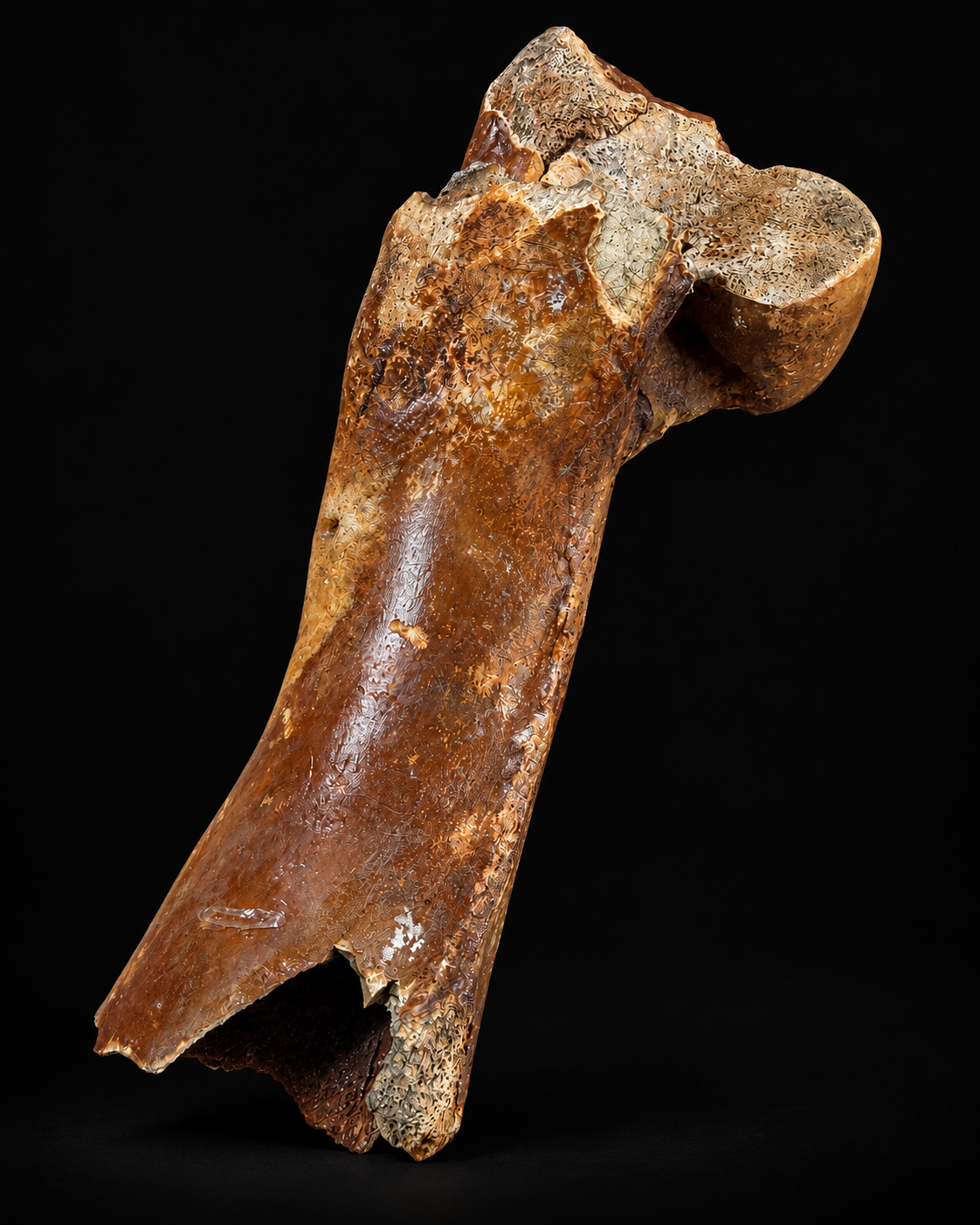Fossil steppe bison bone – Bison priscus – 30 cm