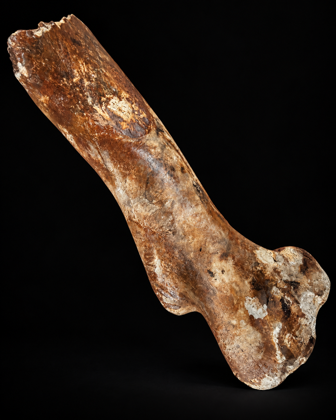 Fossil steppe bison bone – Bison priscus – 30 cm