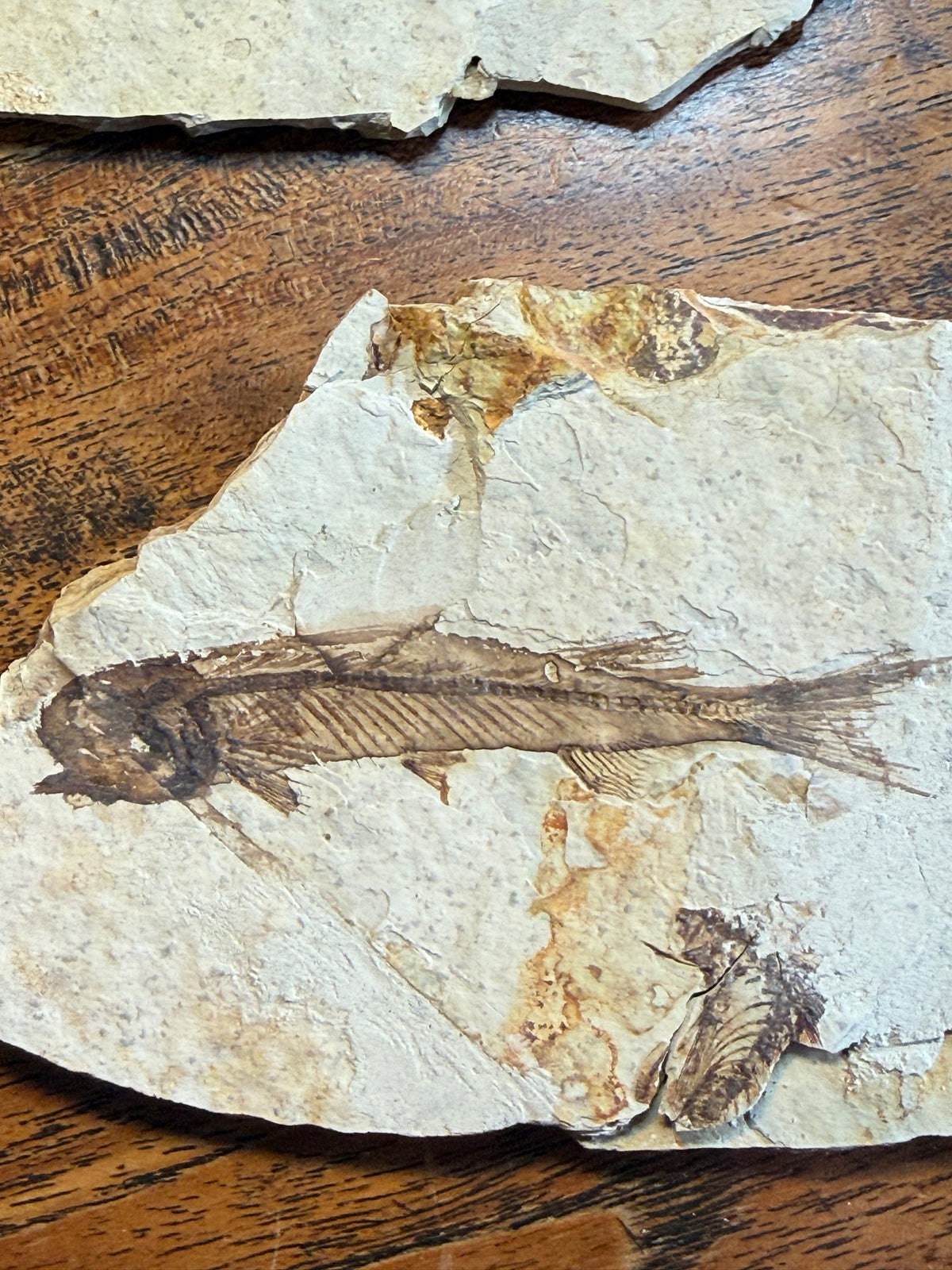 Fossil fish – Early Cretaceous – China