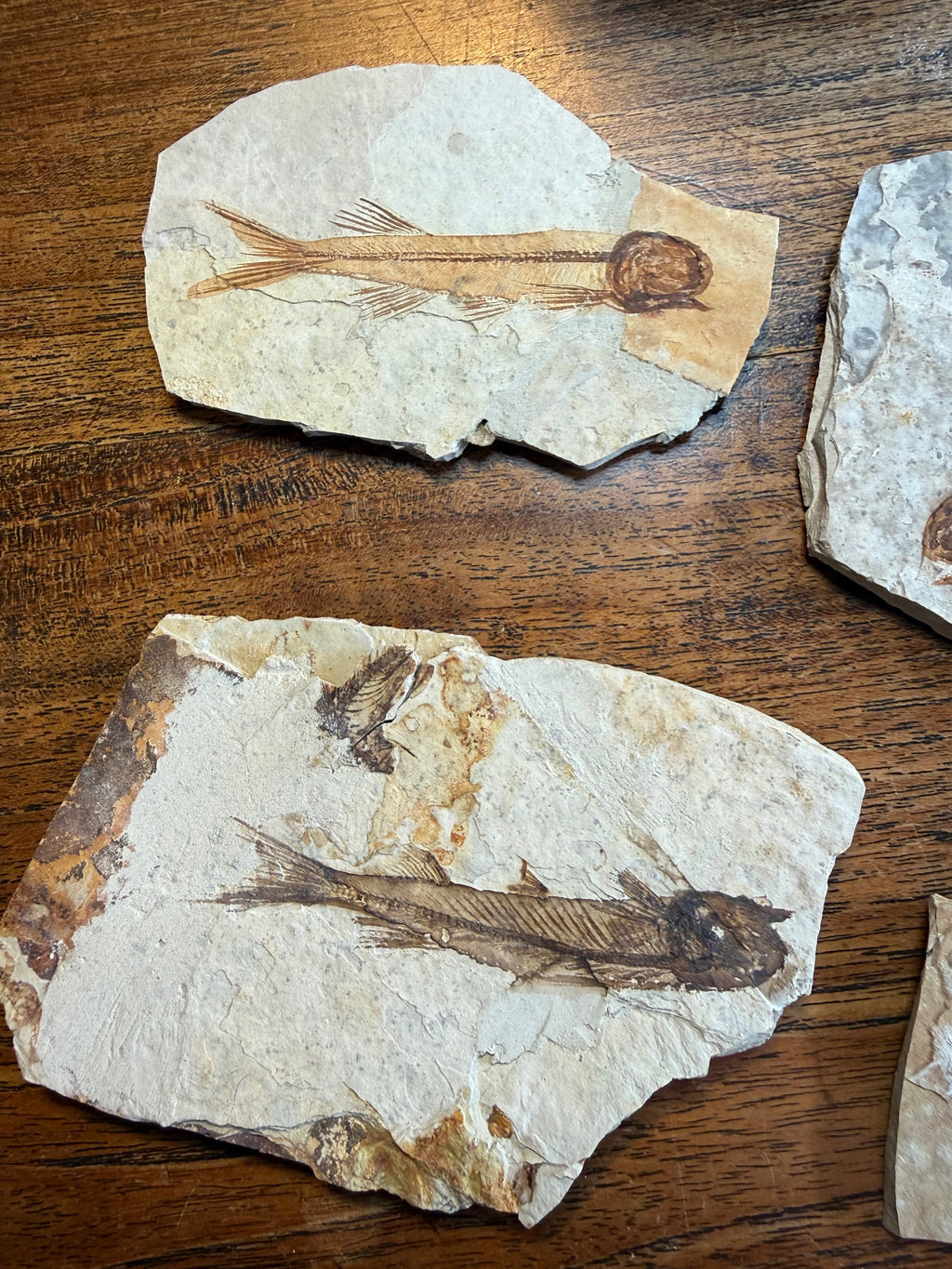 Poisson fossile – Crétacé inférieur – Chine