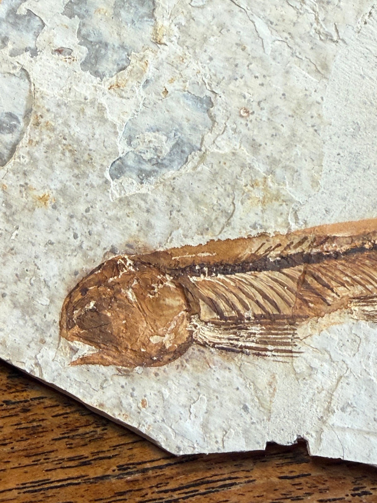 Fossil fish – Early Cretaceous – China