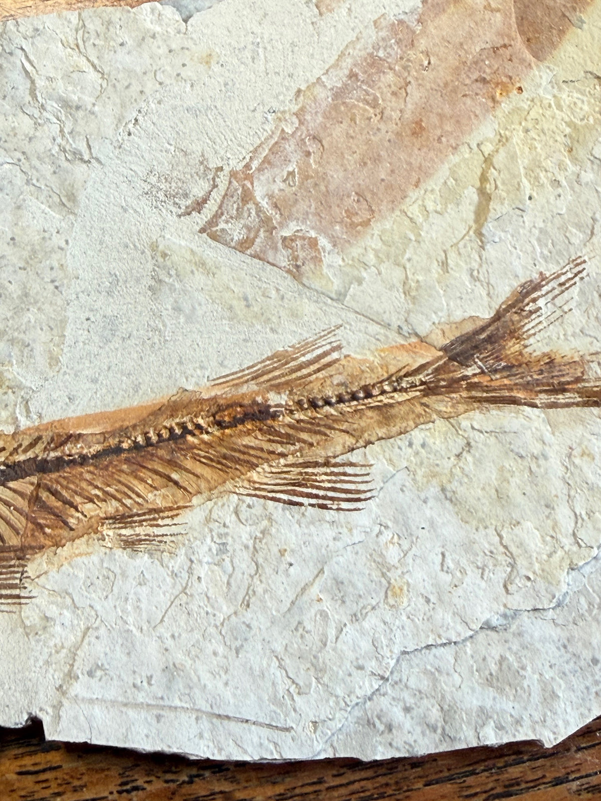 Fossil fish – Early Cretaceous – China