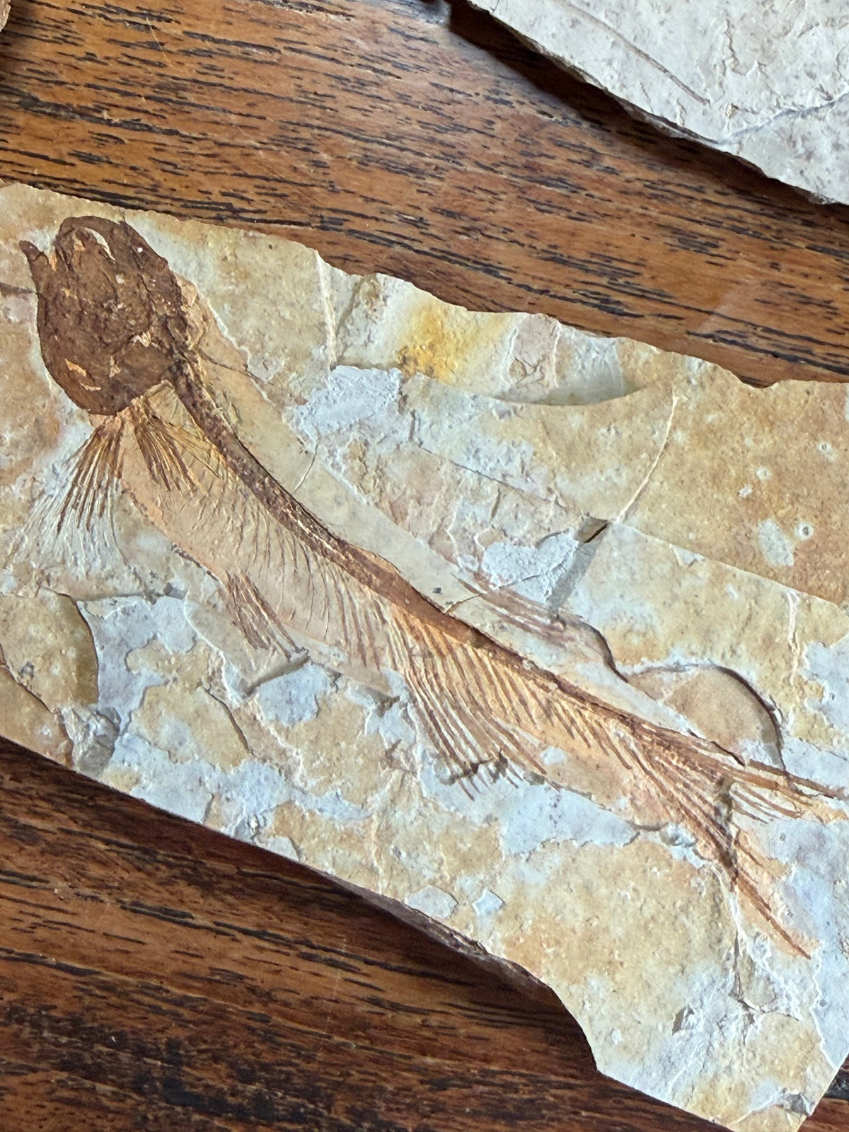 Poisson fossile – Crétacé inférieur – Chine