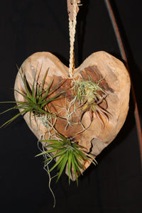 Hart in hout met Tillandsia - Hanger / Coeur en bois avec Tillandsia - suspendu