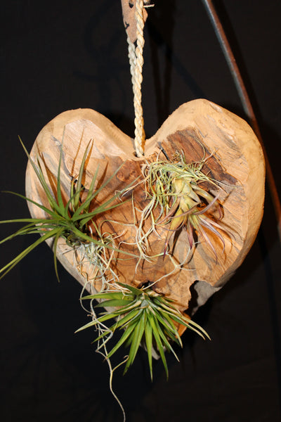 Hart in hout met Tillandsia - Hanger / Coeur en bois avec Tillandsia - suspendu