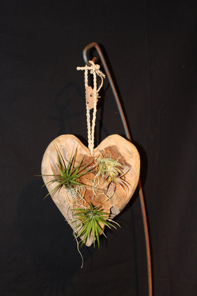 Hart in hout met Tillandsia - Hanger / Coeur en bois avec Tillandsia - suspendu