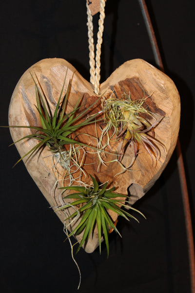 Hart in hout met Tillandsia - Hanger / Coeur en bois avec Tillandsia - suspendu