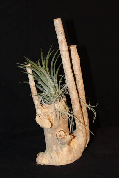 Luchtplant – Airplant – Tillandsia - Plante aérienne  (S1)