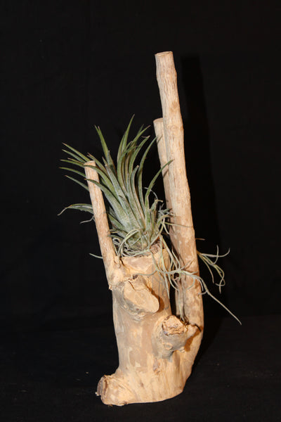 Luchtplant – Airplant – Tillandsia - Plante aérienne  (S1)