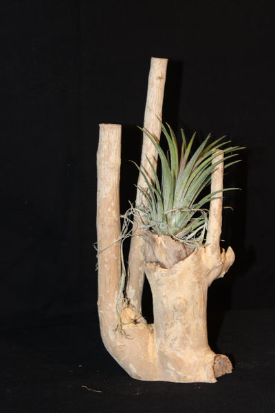 Luchtplant – Airplant – Tillandsia - Plante aérienne  (S1)