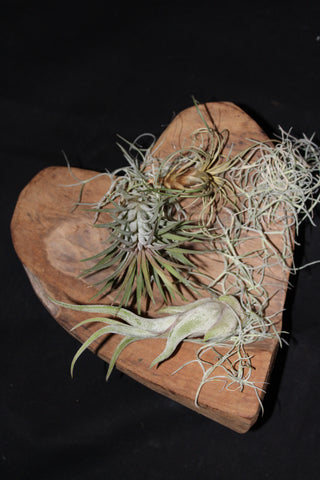 Hart in hout met Tillandsia / Coeur en bois avec Tillandsia