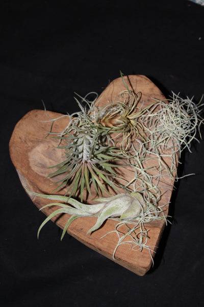 Hart in hout met Tillandsia / Coeur en bois avec Tillandsia