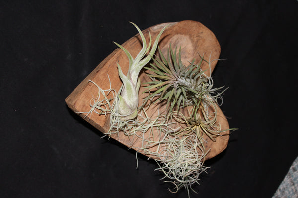 Hart in hout met Tillandsia / Coeur en bois avec Tillandsia