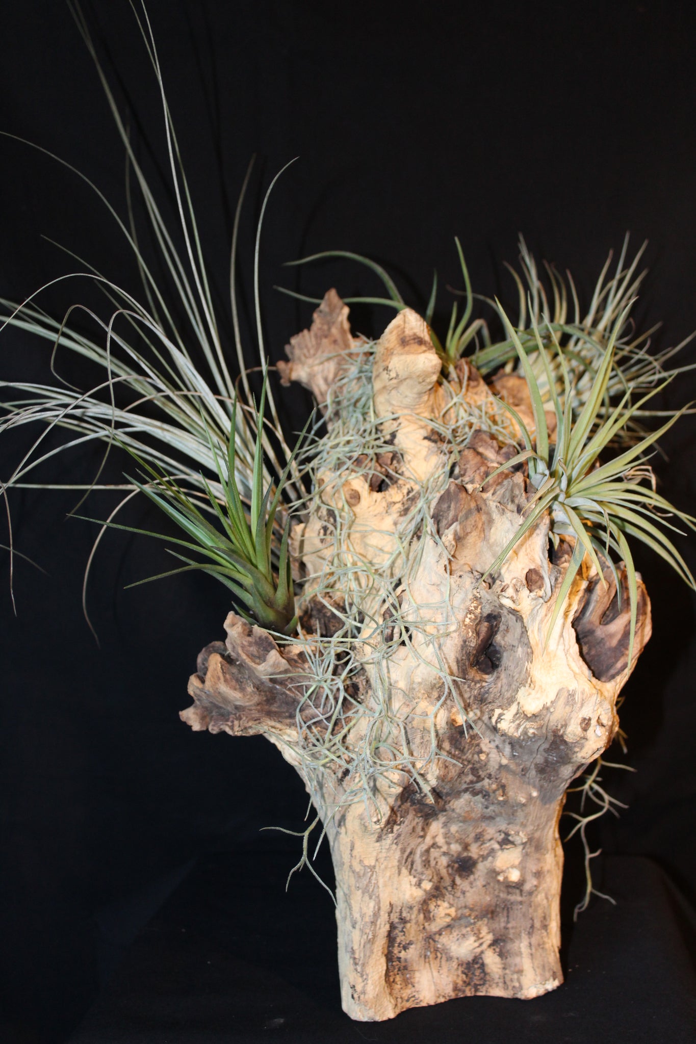 Luchtplant – Airplant – Tillandsia - Plante aérienne – (creatie H)