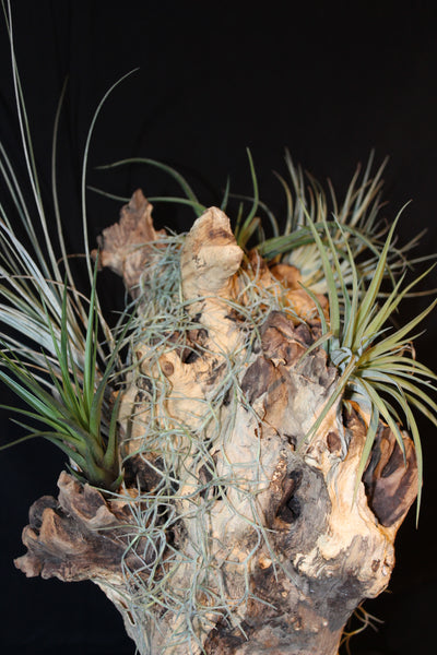 Luchtplant – Airplant – Tillandsia - Plante aérienne – (creatie H)