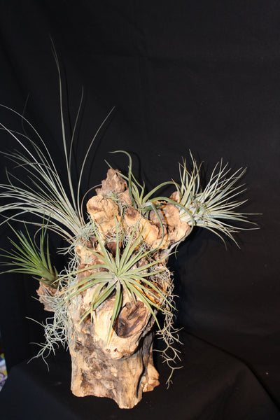 Luchtplant – Airplant – Tillandsia - Plante aérienne – (creatie H)