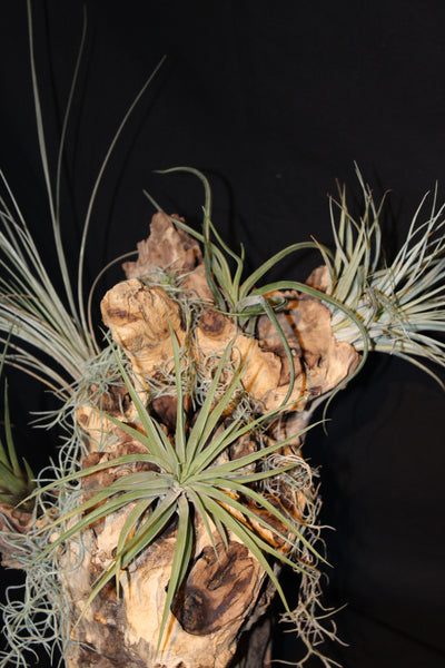 Luchtplant – Airplant – Tillandsia - Plante aérienne – (creatie H)