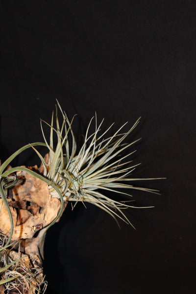 Luchtplant – Airplant – Tillandsia - Plante aérienne – (creatie H)