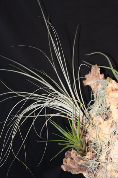 Luchtplant – Airplant – Tillandsia - Plante aérienne – (creatie H)