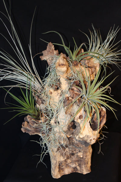 Luchtplant – Airplant – Tillandsia - Plante aérienne – (creatie H)