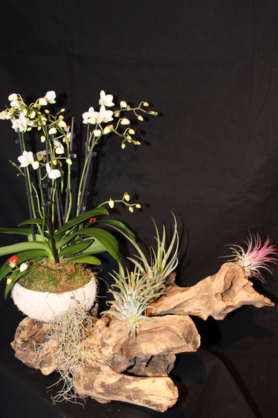 Tillandsia met Orchidee op houten stronk / Plantes aériennes avec Orchidée  sur souche en bois