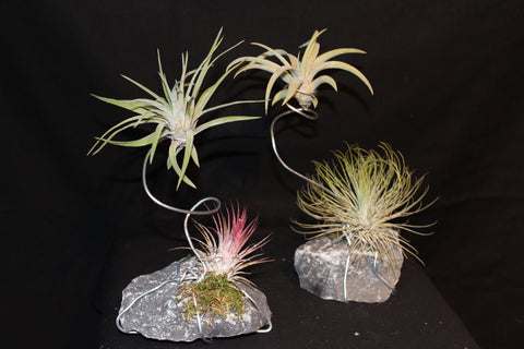 Luchtplant – Plante aérienne - Airplant – Tillandsia op steen in metalen spiraal / Plante aérienne sur pierre en spirale métallique