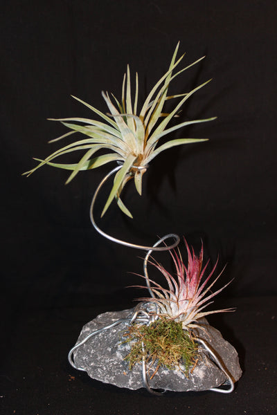 Luchtplant – Plante aérienne - Airplant – Tillandsia op steen in metalen spiraal / Plante aérienne sur pierre en spirale métallique