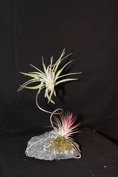 Luchtplant – Plante aérienne - Airplant – Tillandsia op steen in metalen spiraal / Plante aérienne sur pierre en spirale métallique