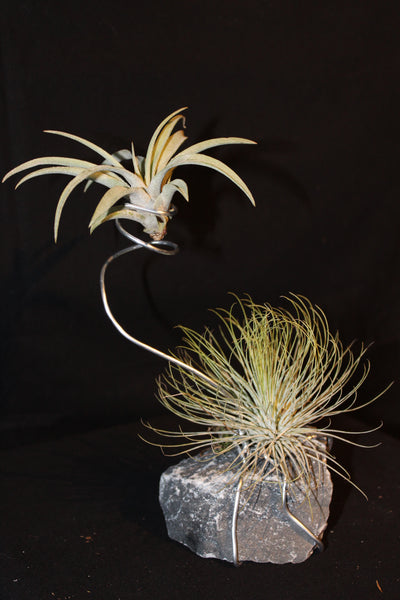 Luchtplant – Plante aérienne - Airplant – Tillandsia op steen in metalen spiraal / Plante aérienne sur pierre en spirale métallique