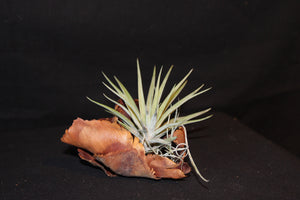 Luchtplant – Plante aérienne - Airplant – Tillandsia op zaaddoos (br) - Plante aérienne sur gousse