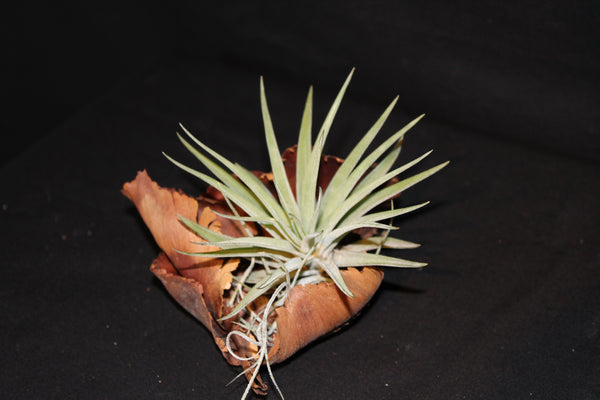 Luchtplant – Plante aérienne - Airplant – Tillandsia op zaaddoos (br) - Plante aérienne sur gousse