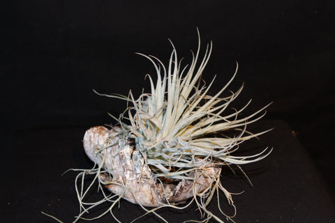 Luchtplant – Plante aérienne - Airplant – Tillandsia op zaaddoos (bl) - Plante aérienne sur gousse