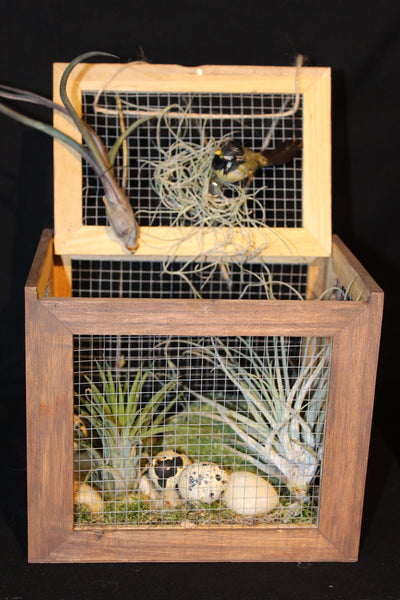 Luchtplant – Plante aérienne - Airplant – Tillandsia – Vogelkooi creatie / Création avec cage à oiseaux