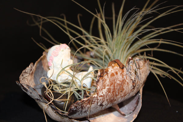 Tillandsia met Engeltje op Cacho Coco zaaddoos / Plante aérienne avec Petit Ange sur gousse Cacho Coco